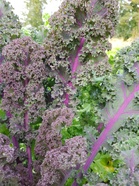 Tulevana kesänä on mahdollisuus kasvattaa itse omat vihanneksensa.